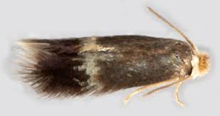 Image result for Stigmella malella