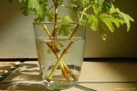 Der Beste Trick Dir Mucken Vom Leib Zu Halten Sommerzeit Tricks Tipps Und Tricks