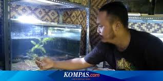 Legenda ikan air jernih lenong legenda 1 9 part 2. Banyak Di Rumah Karena Pandemi Warga Gunungkidul Sukses Bisnis Ikan Predator Halaman All Kompas Com