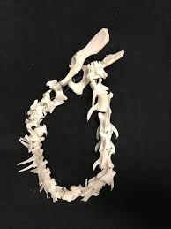 Assorted Animal Bones For Sale The Bone Room Animal Bones Bones Leg Bones