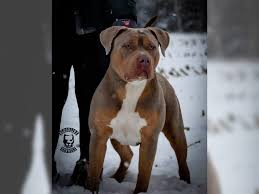 A deposit of $1,000 is required to secure your puppy unless otherwise noted. American Bully Xxl Xl Welpen Top Top Top Top Osterholz Scharmbeck American Bully Deine Tierwelt De