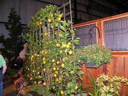 Often called the perfect lemon tree, meyer lemon is the number one citrus grown worldwide. The Citrus Guy Up Against The Wall