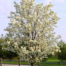 Shipped with our arrive alive guarantee. Cleveland Pear Tree Cleveland Pear Trees For Sale Plantingtree