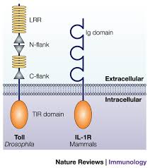 Two types of genes that control pattern formation in drosophila embryo. The Road To Toll Nature Reviews Immunology