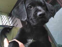 German wirehaired pointers came about because german hunters were fed up with how much is a german wirehaired pointer you ask? German Wirehaired Pointer Cross Labrador Pup Inveraray Argyll Pets4homes