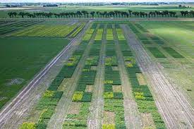 Dawn Noon Or Midnight When To Spray Herbicides Top Crop Managertop Crop Manager