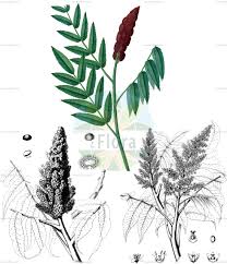 Image result for Sorindeia juglandifolia