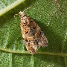 Image result for Lobesia botrana grapevine