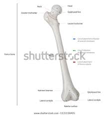 Distal end of right humerus. Leg Bones Diagram Femur Fusebox And Wiring Diagram Wires Extent Wires Extent Id Architects It