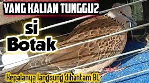 Ciri ciri tekukur yang baik derkuku yang bagus #derkuku #tekukur #dovebird ciri tekukur tumpang sari ciri derkuku kelantan burung tekukur sendiri sering banyak diartikan menjadi sebuah mitos. Panorama Jebak Terkukur Sabun Semulajadi