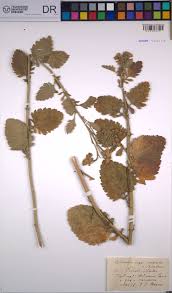 Image result for Thesium wilczekianum