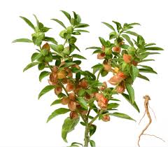 Image result for Withania