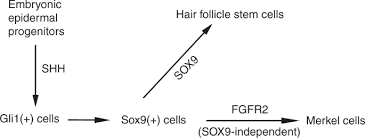 It starts when cells in the skin called merkel cells start to grow out of control. Fgf Signalling Controls The Specification Of Hair Placode Derived Sox9 Positive Progenitors To Merkel Cells Nature Communications