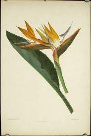 Strelitzia Regina By Madeira Bird Of Paradise On Oldimprints Com Botanical Illustration Vintage Botanical Drawings Birds Of Paradise