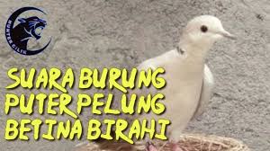 1,341 likes · 7 talking about this · 2,028 were here. Suara Burung Puter Pelung Betina Birahi Pancing Kawin Mp3 Youtube