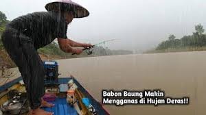 Sebab, ikan nila dewasa tidak hanya memakan lumut, namun juga. Umpan Baung 1minit 14saat Pacak