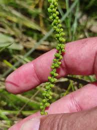 Image result for Triglochin striata