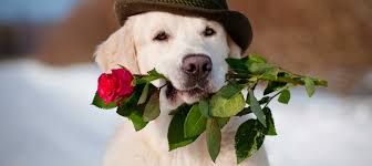 Dogs truly are man's best friend and for many people are treated as part of their families. Aspca Offers Tips For A Pet Friendly Valentine S Day Hendersonville Com