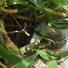 If you're a texas city resident and have a sticker on your windshield and you plan to stay the night in your rv. Getlstd Property Photo Bild Von St Ives Rv Resort Alvin Tripadvisor