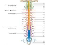 Cauda Equina Google Search Spinal Cord Anatomy Spinal Nerve Spinal Cord