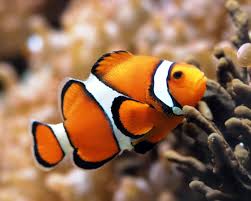 Orange Clownfish Marine Fish Clown Fish Animals