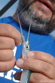 Ιδανικές για spinning στον αφρό ή στα μεσόνερα. Spinning Zarganes Me Mpomparda Dolwma Psarodoli Drososfishing Ta Panta Gia To Psarema