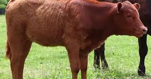 Sapi merah sempurna telah lahir. Persiapan Sapi Merah The Heifer Sebagai Ritual Pembangunan Solomon Temple Serta Penyambutan Messiah Palsu Fitnah Fitnah Akhir Zaman