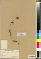 Image result for Bidens schimperi