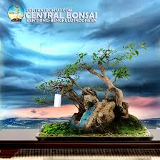Hidup yang dibangun di atas batu atau diatas pasir, tuhan yesus mengajarkan jika orang membangun hidupnya diatas ajaran, firman yang disampaikan tuhan yesus. Menghilangkan Jenuh Dengan Membuat Bonsai Diatas Batu Karang