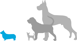 Maybe you would like to learn more about one of these? Corgi Puppies For Sale Adoptapet Com
