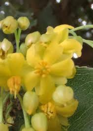 Image result for Ochna arborea