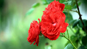 Kết quả hình ảnh cho hình ảnh hoa hồng