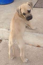 Pin By Rayleen Nelson On Animals Black Mouth Cur Puppies Black Mouth Cur Black Mouth Cur Dog