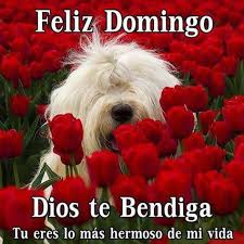 Frases Con Rosas Rojas Poemas De Amor Feliz Domingo Deseos De Buenos Dias Frases De Amistad
