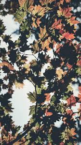 We did not find results for: 40 Free Amazing Fall Wallpaper Backgrounds For Iphone