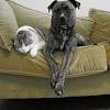 Find 260 affordable pet care options in raleigh, nc. 1