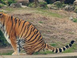 Zoo Poo and Glitter Reveal Animal Health Secrets