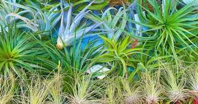 STDG All About Air Plants - Terrific Tillandsias