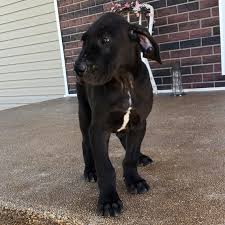 Due to his size, he should always be supervised around children the cost to buy a great dane varies greatly and depends on many factors such as the breeders' location, reputation, litter size, lineage of the puppy. Great Dane Puppies For Sale Blue Great Dane Puppies For Sale