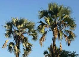 Image result for Tannodia swynnertonii