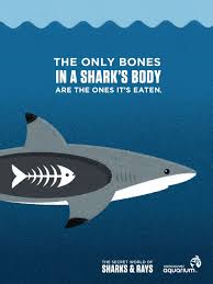 The Brilliant Ads Of The Vancouver Aquarium Vancouver Aquarium Shark Week Shark