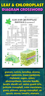 Leaf Chloroplast Crossword With Diagram Printable Distance Learning Option Plant Cell Diagram Cell Diagram Photosynthesis