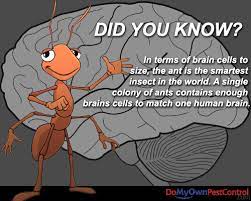 It's really, really useful for this ant colony to have ants of these different sizes adam: Pin On Fun Facts