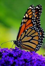 Pin De Marian En Butterflies Fotos De Mariposas Mariposa Monarca Silueta De Mariposas