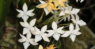 Image result for Abutilon englerianum