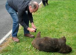 Image result for dead wombat