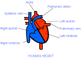Their predators include dolphins, sharks, fish, seals, seabirds, and other cuttlefish. Human Circulatory System Class Eleven Biology