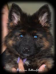 Long Coat German Shepherd Puppies Long Hair German Shepherd Puppies Nebraska German Shepherd Puppies Long Coat German Shepherd Long Haired German Shepherd
