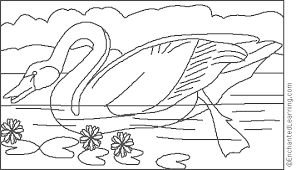 Maybe you would like to learn more about one of these? Audubon Swan Coloring Page Enchantedlearning Com