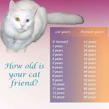 Time probably passes differently for cats, but i don't think it can be measured by human standards. Cat Years To Human Years How Old Is Your Cat Pet Animal World